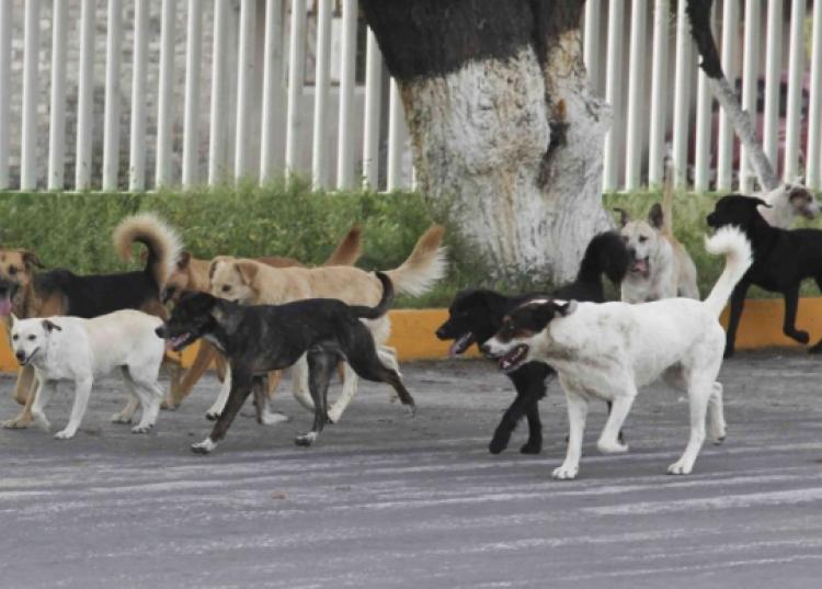 Perros