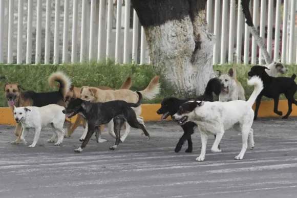Perros